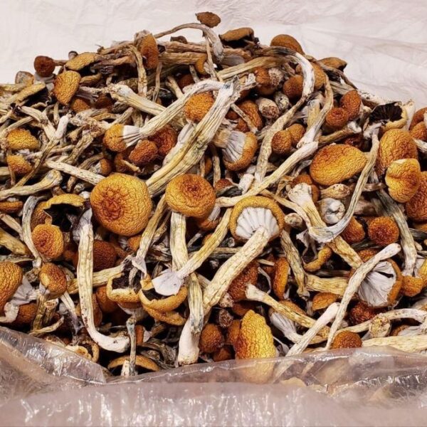 Golden Teacher Shrooms 28g